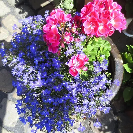 Flat With Idyllic Garden In Appartement *